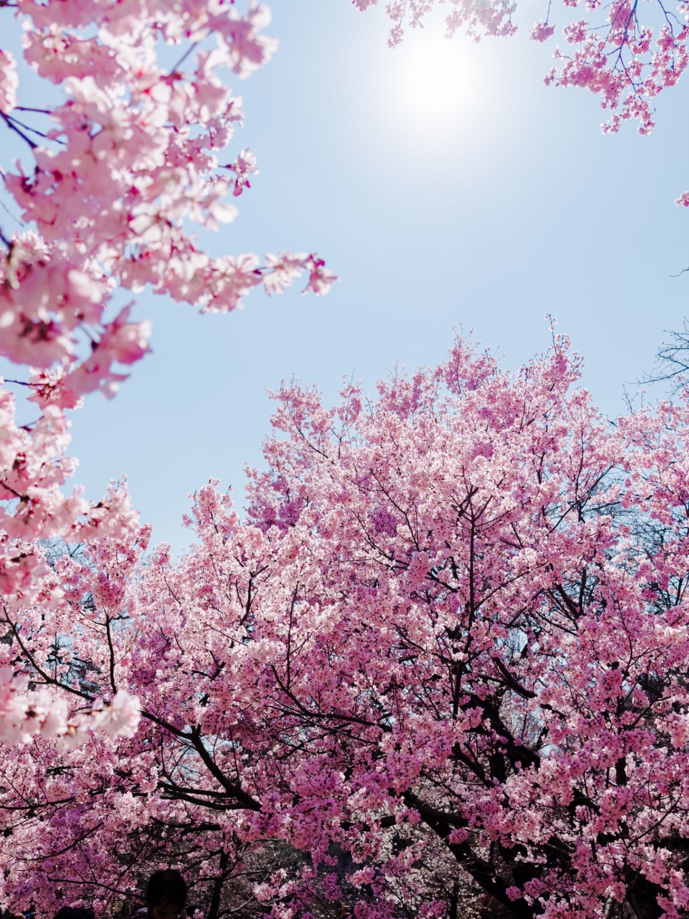 Cherry blossom canopy against a clear blue sky