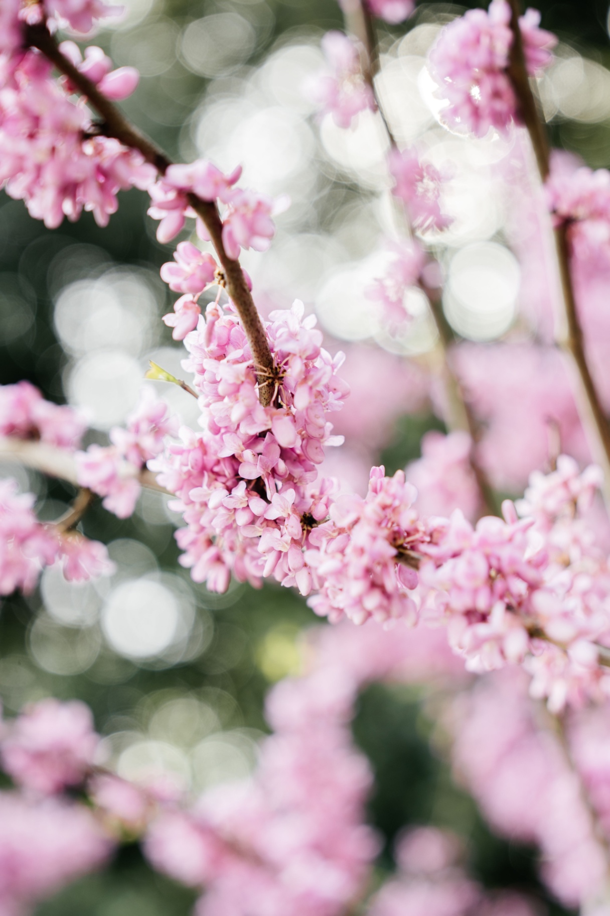 Close-up of pink blossom on a branch in soft daylight